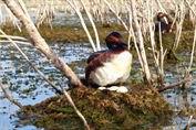 651 Eurasian Black-necked Grebe