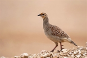 667 Grey Francolin