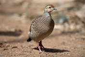 669 Grey Francolin