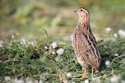 671 Common Quail