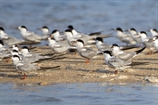 674 Common Tern