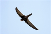676 Common Swift