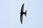 677 Common Swift