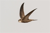 683 Pallid Swift