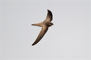 684 Pallid Swift