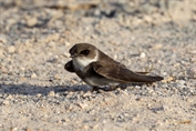 689 Sand Martin