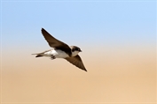 690 Sand Martin