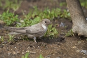 692 Eurasian Crag Martin