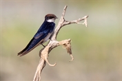 698 Asian Wire-tailed Swallow
