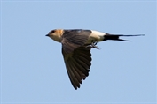 699 European Red-rumped Swallow