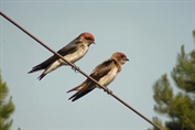 701 Streak-throated Swallow