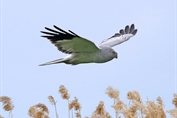 702 Hen Harrier