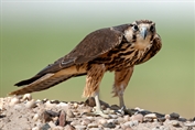 705 Peregrine Falcon
