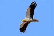 708 Western Egyptian Vulture