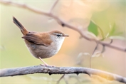 709 Cetti's Warbler