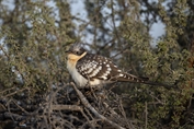 712 Great Spotted Cuckoo