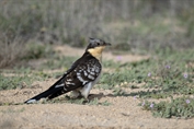 713 Great Spotted Cuckoo