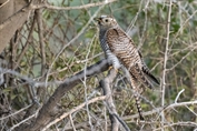 723 Common Cuckoo