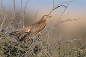 725 Common Cuckoo