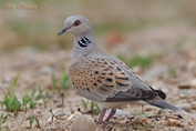 730 European Turtle Dove