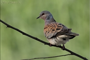 731 European Turtle Dove