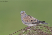 732 European Turtle Dove