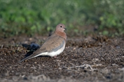 739 Laughing Dove