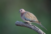 740 Laughing Dove