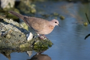 743 Laughing Dove