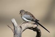 745 Namaqua Dove
