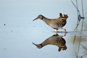 750 Western Water Rail