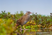 751 Corncrake