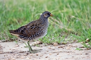 756 Spotted Crake