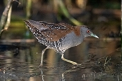 761 Western Baillon's Crake