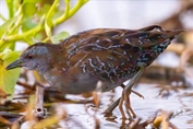 763 Eastern Baillon's Crake