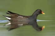 767 Common Moorhen
