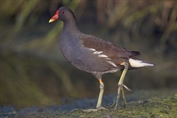 768 Common Moorhen