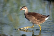 769 Common Moorhen