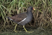 770 Common Moorhen