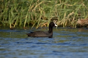 777 Eurasian Coot