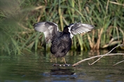 779 Eurasian Coot