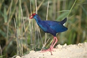 783 African Swamphen