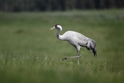 787 Common Crane
