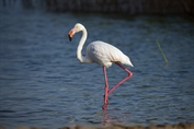 788 Greater Flamingo