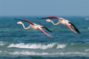 789 Greater Flamingo