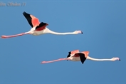 790 Greater Flamingo