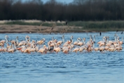 793 Greater Flamingo