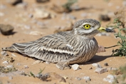 797 Eurasian Stone-curlew