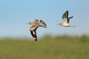 798 Eurasian Stone-curlew