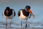 801 Eurasian Oystercatcher